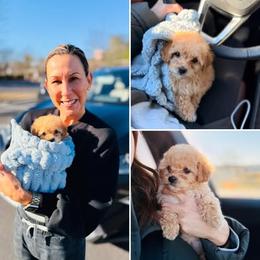 Maltipoo, Poodle, and Shihpoo Puppies from Doodle Lane - Toy Doodles Alabama