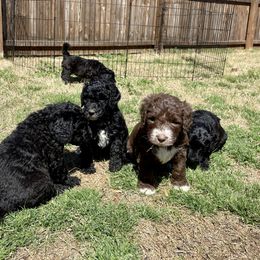 Goldendoodle, Labradoodle, and Sheepadoodle Puppies from The Parrish Doods