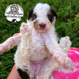 Parti girl - Brown and white female Bernedoodle puppy in Graham, Texas from 2 Rose Ranch Doodles