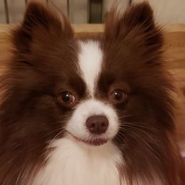 Chacha - Pomeranian