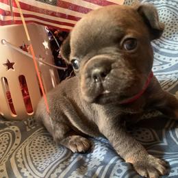 French Bulldog puppies from Frenchie Puppies in Abbeville