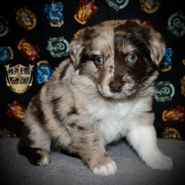 Romeo - Red merle male Miniature Australian Shepherd puppy in El Dorado Springs, Missouri from HP Aussie Kennels
