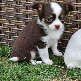 Mercedes - Silver and white female Chihuahua puppy in Amity, Pennsylvania from Baxters Chihuahuas