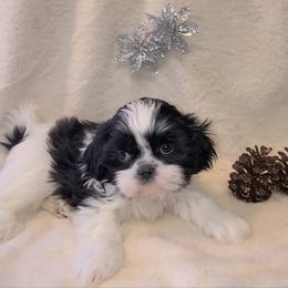 Boy 1 - Brindle and white male Shih Tzu puppy in Bishop, California from Shih Tzu G-ma