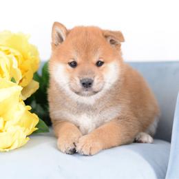 Boy 2 - Red male Shiba Inu puppy in Neosho, Missouri from Sunny Terrace Shibas