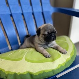 Pug Puppies from Briggs Family Pugs