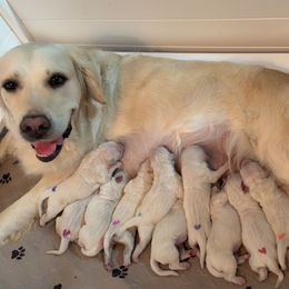 3rd Pick Female - Light golden female Golden Retriever puppy in Sarasota, Florida from Platinum Paws Puppies