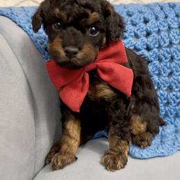 Desmond - Phantom male Poodle puppy in Greenville, North Carolina from Royal Paws, LLC