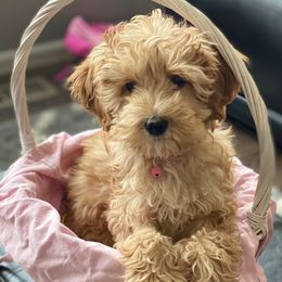 Fergie - Australian Labradoodle