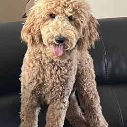 Pheona - Poodle