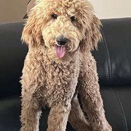 Pheona - Poodle