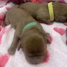 Green - Ruby male Cavalier King Charles Spaniel puppy in London, Arkansas from Frosty’s Cavaliers