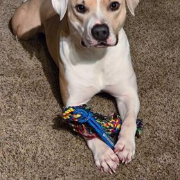 Kodah - Blue fawn female American Pit Bull Terrier puppy in Pensacola, Florida from Alpha Alliance Kennels