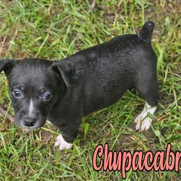 Chupacabra - Black and white female Rat Terrier puppy in Lynn, Alabama from Cryptic Rat Terriers