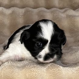 Bessie - Black and white female Shih Tzu puppy in Reading, Michigan from You Little Shih-tzu’s 😊