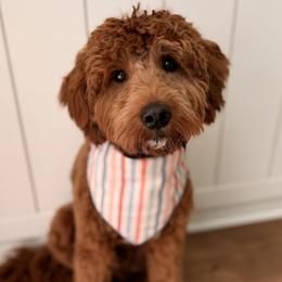 Mello - Goldendoodle
