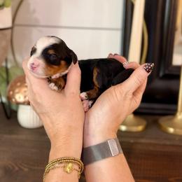 Ruby- red collar - Tri-color female Bernedoodle puppy in Salt Lake County, Utah from Coco Avenue Pups