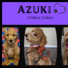Goldendoodle All Grown Up from Nebraska Doodle Crew