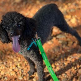 Lola - Poodle