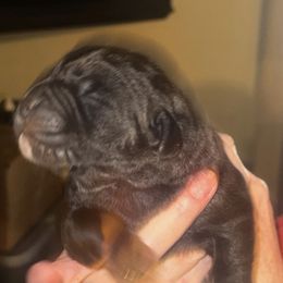 Girl 3 - Black brindle female Cane Corso puppy in Gwinnett County, Georgia from Better Than You Cane Corso’s