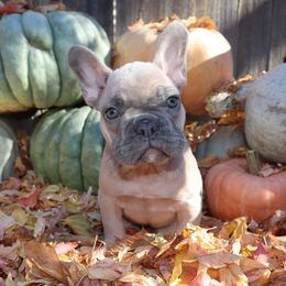 Spook - Blue fawn female French Bulldog puppy in Twin Falls, Idaho from Whispering White Pines Labradors
