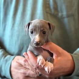 Boy 2 - Blue male Italian Greyhound puppy in Sugar Valley, Georgia from Pinnacle Farm and Kennel