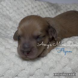 AKC Flynn - Red male Dachshund puppy in Jena, Louisiana from Amy’s Mini Doxies