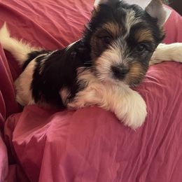 Biewer Terrier Puppies from Frantastic Biewers