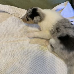 Collie Puppies from ColliesOklahoma