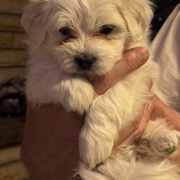 Coton de Tulear puppies from My Sweet Cotons
