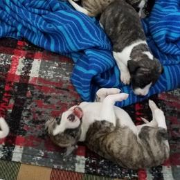Girl 1 - female Whippet puppy in Shadow Hills, California from Cloverdale Whippets