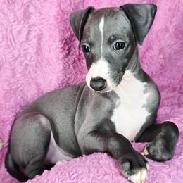 Get A Load Of Me - White and blue male Italian Greyhound puppy in Cadwell, Georgia from All The DoDa Day Italian Greyhounds