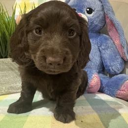 Dachshund Puppies from Family Raised Dachshunds