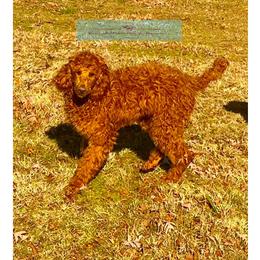 Molly - Poodle