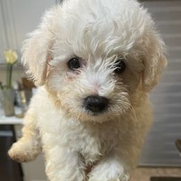 Bichon Frises from Fury Best Friends