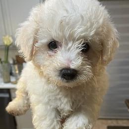 Bichon Frises from Fury Best Friends