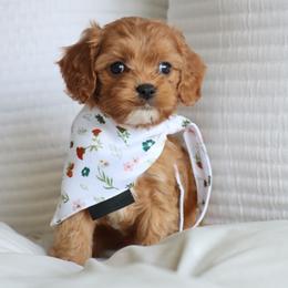 Valentina - Red female Cavapoo puppy in Vineyard, Utah from Pitter Patter Puppies