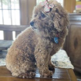 Punkin - Red  female Poodle puppy in El Dorado Springs, Missouri from Cavish's Missouri Cavaliers, Cavapoos, and Miniature Poodles