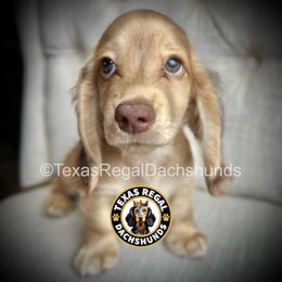 Prince - 3500 - Cream male Dachshund puppy in Houston, Texas from Texas Regal Dachshunds LLC