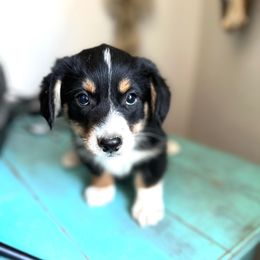 Blu - male American Corgi puppy in Bayard, Nebraska from Puppies by Alies