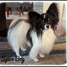 Spice - Papillon