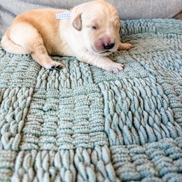 Blue Collar - Light golden male Golden Retriever puppy in Lehi, Utah from Open Star Goldens