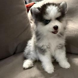 Oreo - Black and white female Pomsky puppy in West Sacramento, California from Pinkie's Pomskies