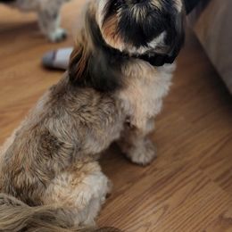 Shih Tzus from Heidi Benson