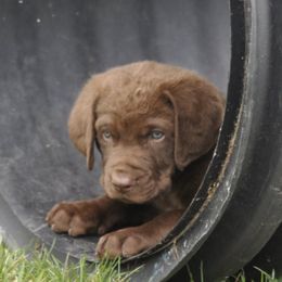 Chesapeake Bay Retrievers from Dusty Rose Chesapeakes