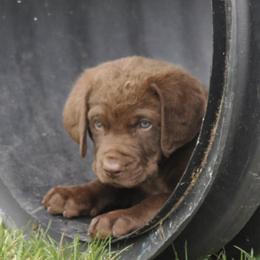 Chesapeake Bay Retrievers from Dusty Rose Chesapeakes