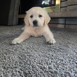 Golden Retriever Puppies from Nina's Golden hour