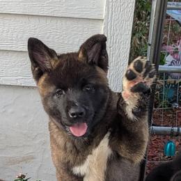 Akita Puppies from Akita Kai Magic