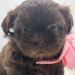 Shih Tzu puppies from Divine Shih Tzu of Fairland