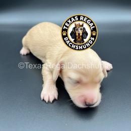 Waffle 4000 - Cream female Dachshund puppy in Houston, Texas from Texas Regal Dachshunds LLC